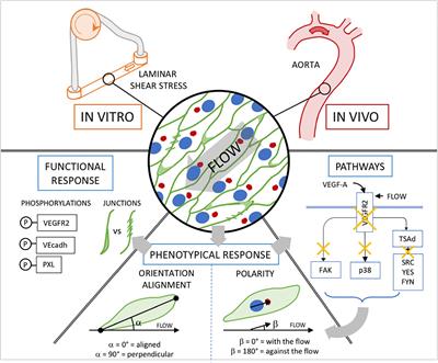 Frontiers | Endothelial Cell Orientation And Polarity Are Controlled By ...